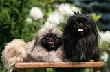 PEKINOIS 213